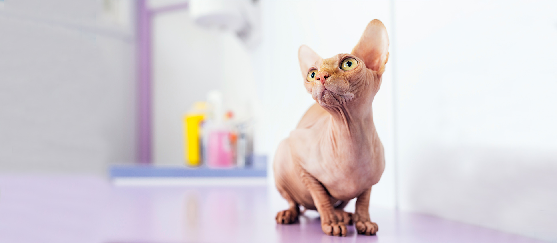 clinique veterinaire fabella medecine interne chat sphynx