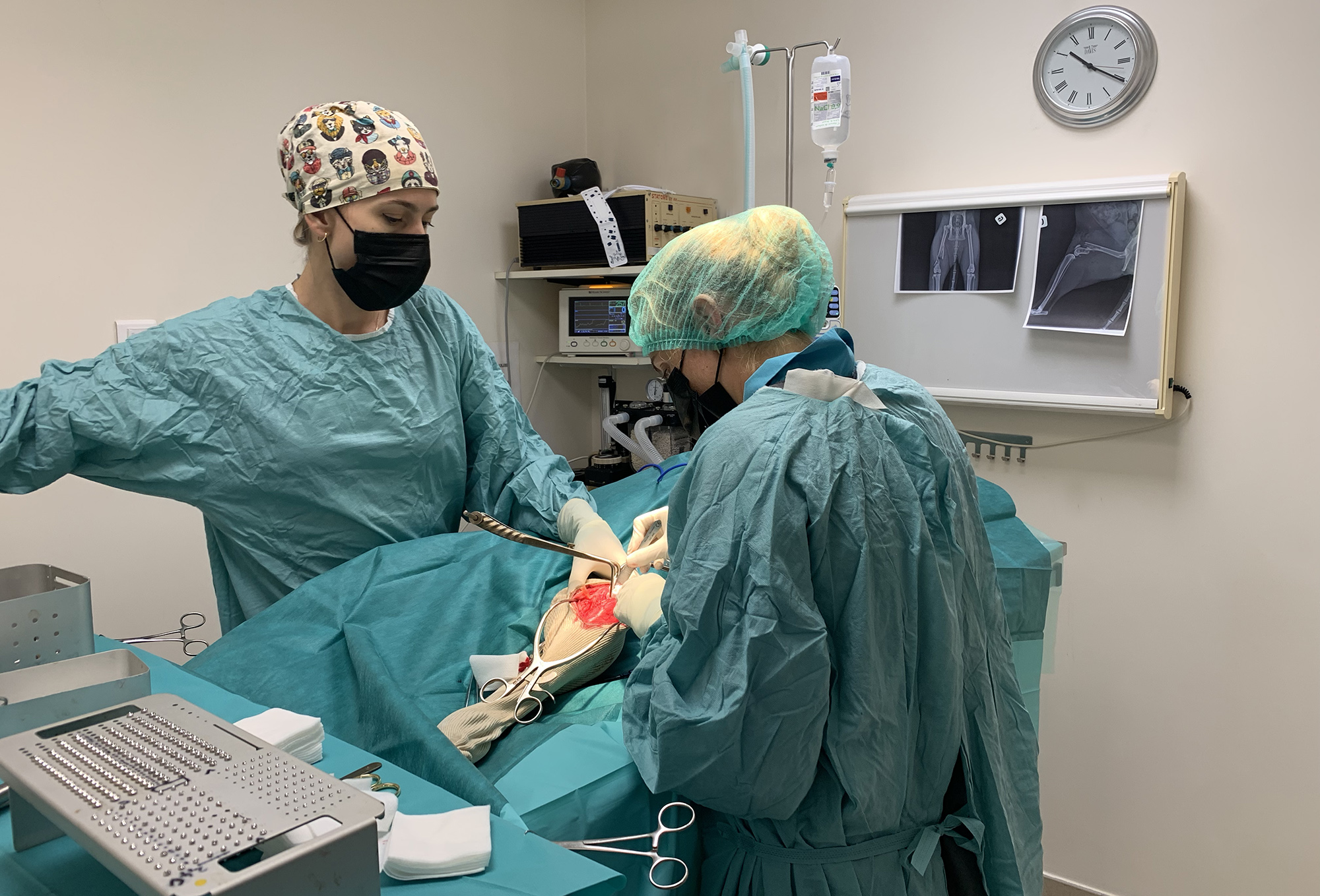 clinique veterinaire fabella chirurgie orthopedique opération