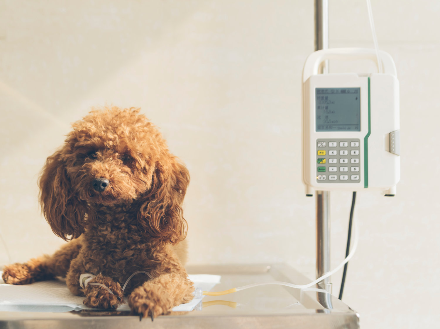 clinique veterinaire fabella hospitalisation chien