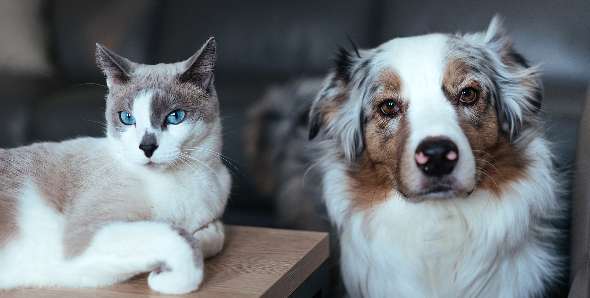 clinique veterinaire fabella ophtalmologie chat chien